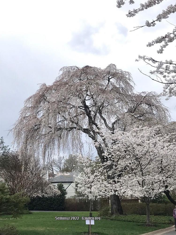 Photo of Weeping Cherry Tree (Prunus subhirtella) uploaded by sedumzz