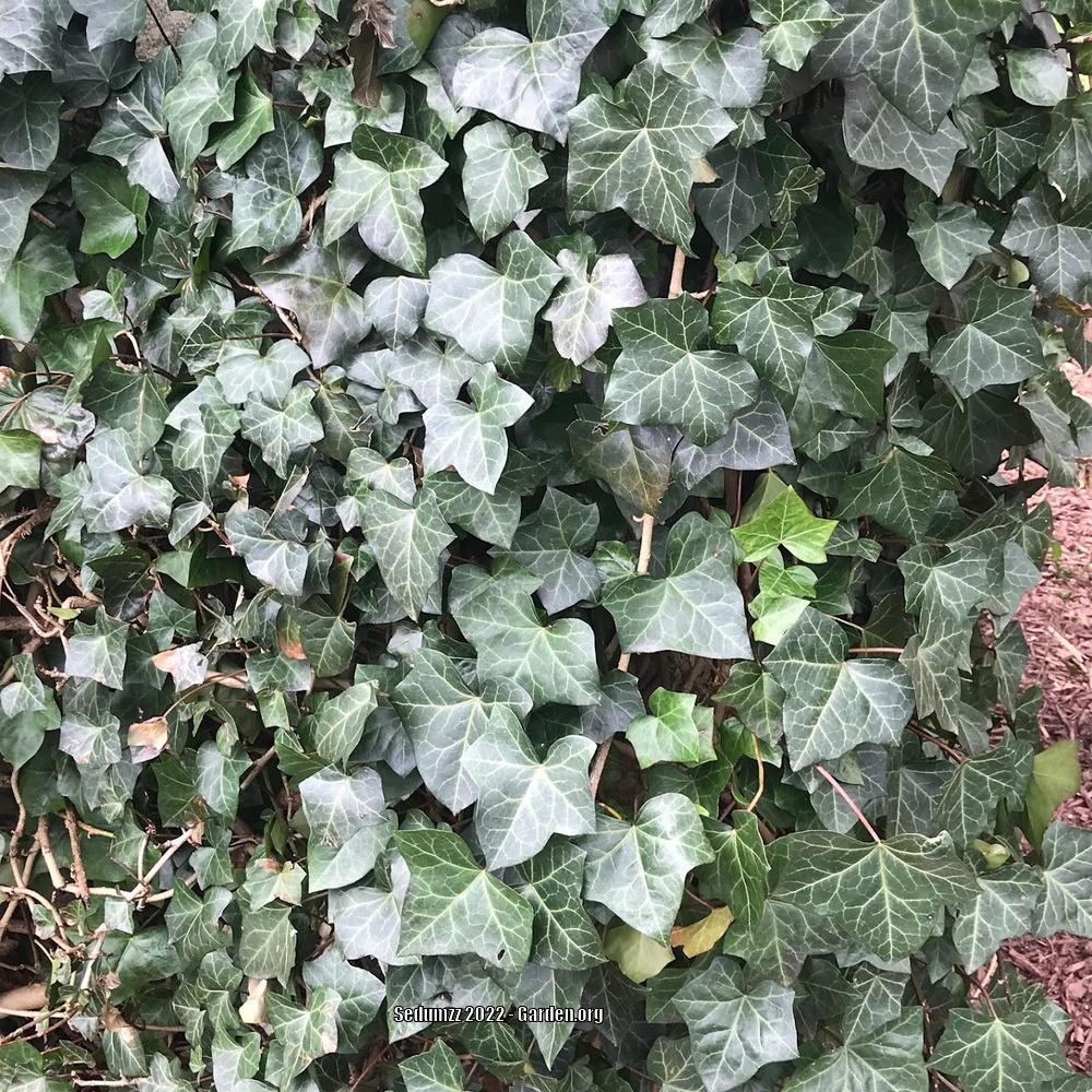 Photo of English Ivy (Hedera helix) uploaded by sedumzz