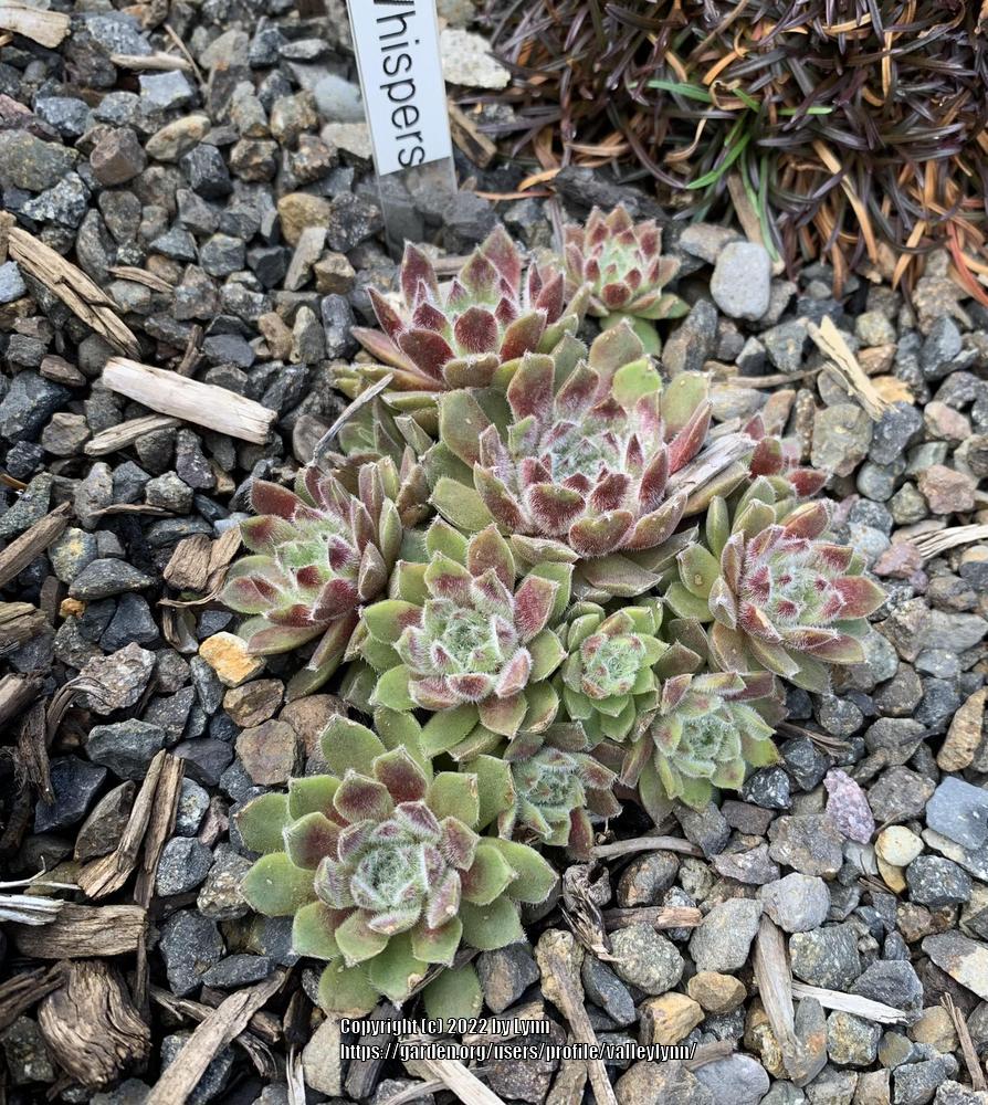 Photo of Hen and Chicks (Sempervivum 'Whispers') uploaded by valleylynn