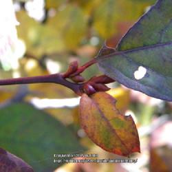 Location: Viburnum Valley Farm, Scott County KY
Date: 2014-11-02
Mountain Spicebush exhibiting colorful winter buds, 2014 Nov 02, 