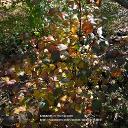 Location: Viburnum Valley Farm, Scott County KY
Date: 2014-11-02
Mountain Spicebush exhibiting array of fall foliage colors on one