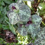 Toadshade (Trillium sessile) TOOK THIS PHOTO IN MY YARD TODAY  3-