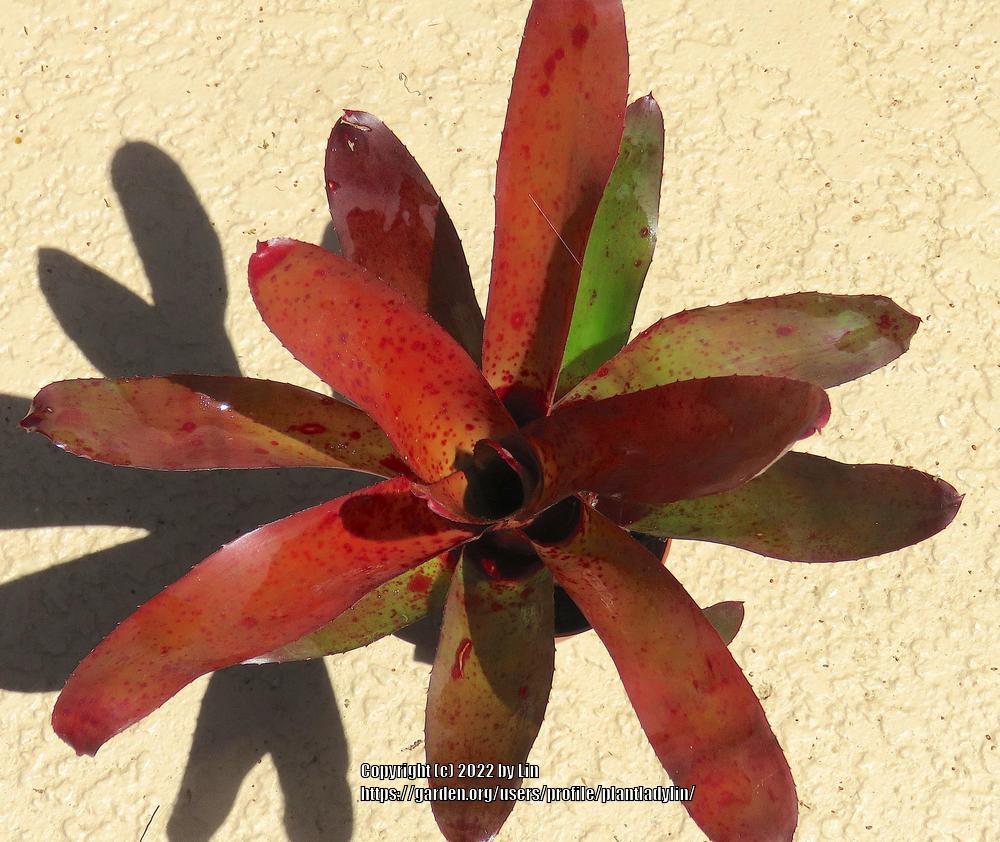 Photo of Bromeliad (Neoregelia camorimiana) uploaded by plantladylin