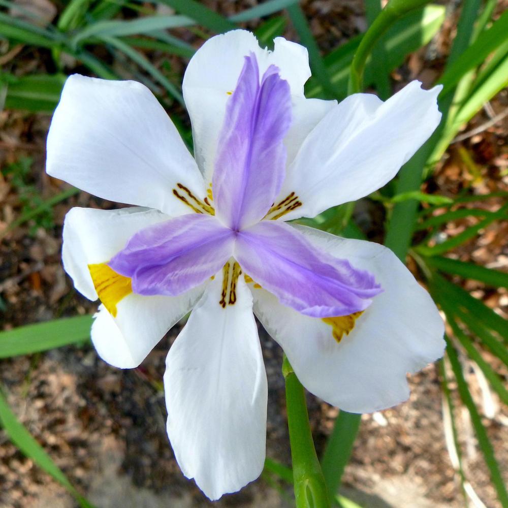Photo of African iris (Dietes iridioides) uploaded by scvirginia