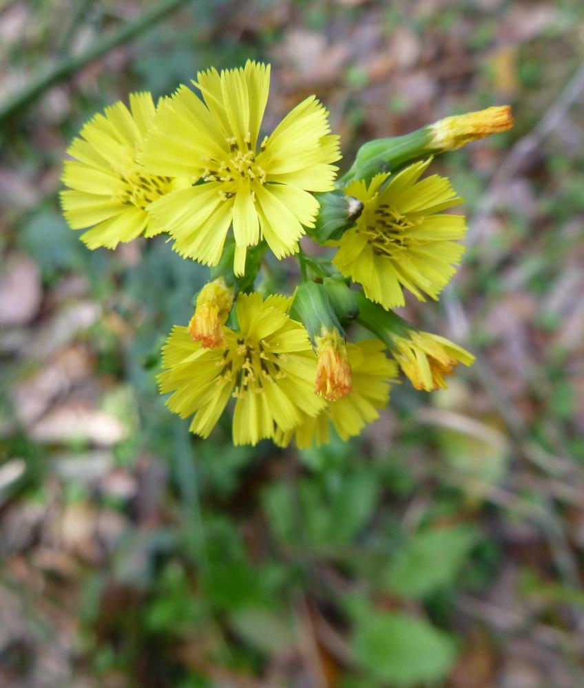 Photo of Asiatic False Hawksbeard (Youngia japonica) uploaded by scvirginia