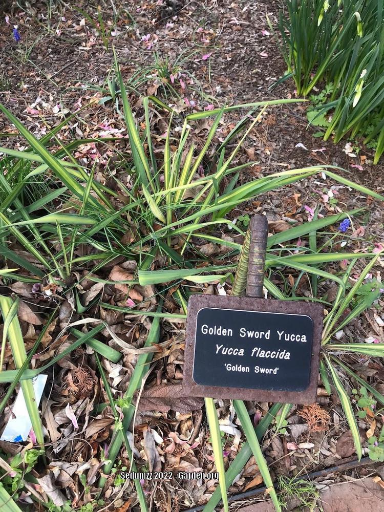 Photo of Adam's Needle (Yucca flaccida 'Golden Sword') uploaded by sedumzz