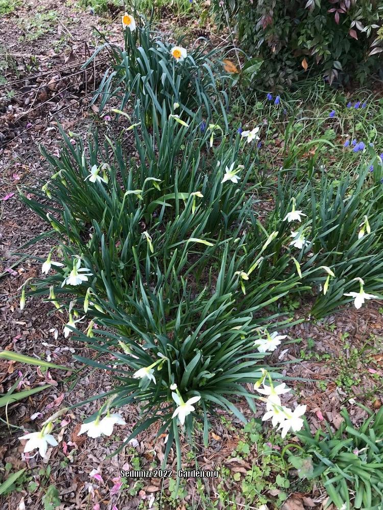 Photo of Triandrus Daffodil (Narcissus 'Thalia') uploaded by sedumzz