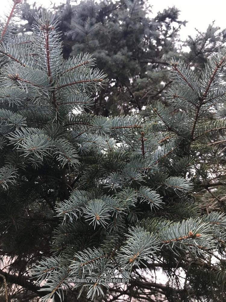 Photo of Colorado Blue Spruce (Picea pungens) uploaded by sedumzz