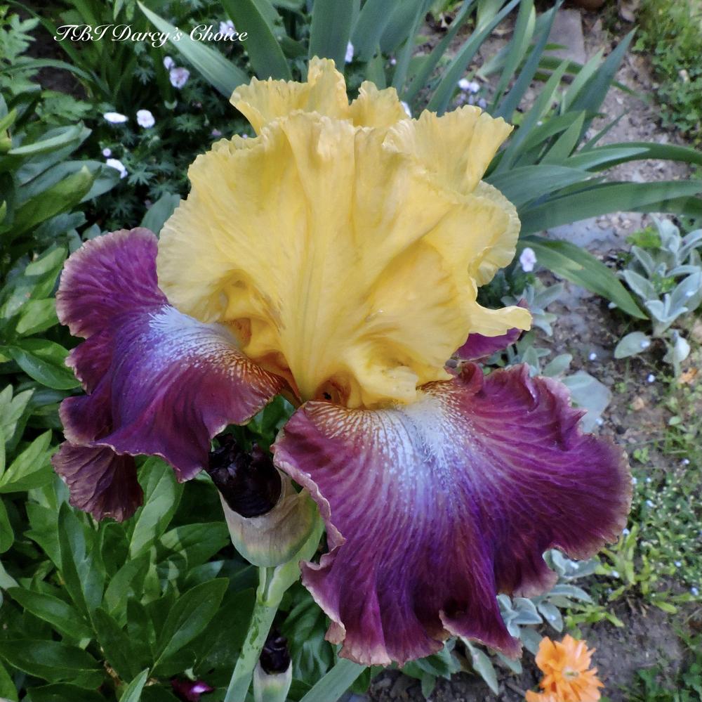 Photo of Tall Bearded Iris (Iris 'Darcy's Choice') uploaded by Hemlass
