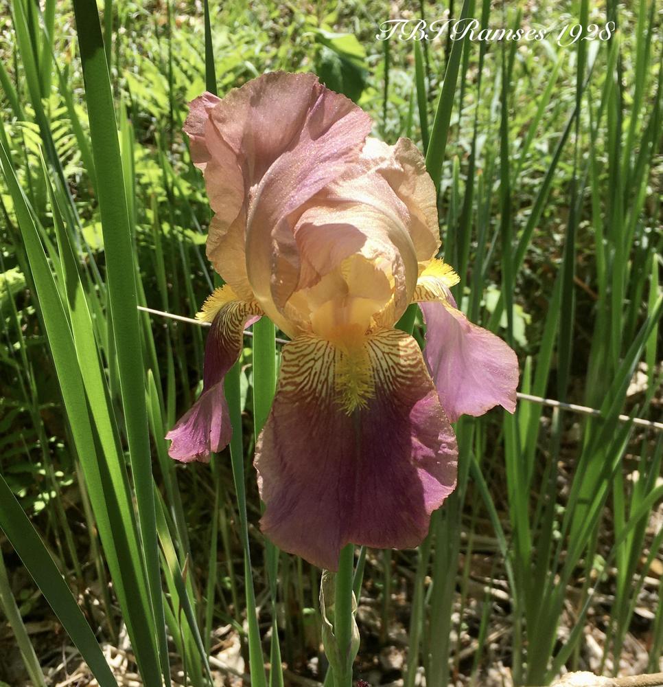 Photo of Tall Bearded Iris (Iris 'Rameses') uploaded by Hemlass