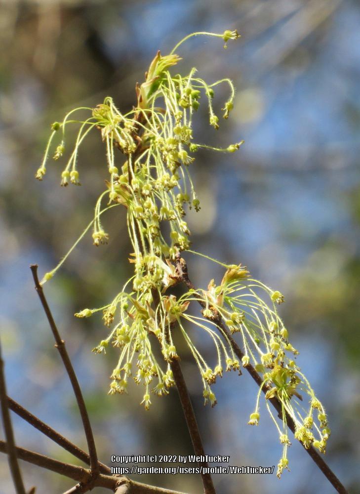 Photo of Silver Maple (Acer saccharinum) uploaded by WebTucker