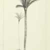illustration by W. Fitch from Wallace's 'Palm Trees of the Amazon
