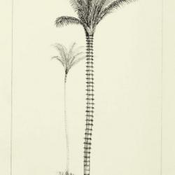 
Date: c. 1853
illustration by W. Fitch from Wallace's 'Palm Trees of the Amazon