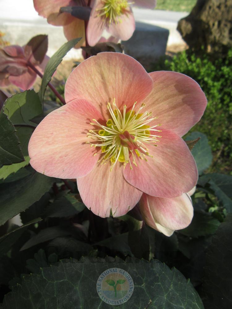 Photo of Hellebore (Helleborus Gold Collection® Pink Frost) uploaded by Frillylily