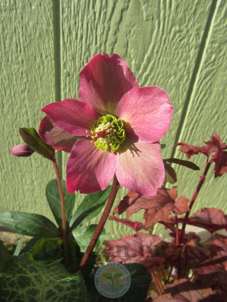 Photo of Hellebore (Helleborus x hybridus Frostkiss™ Anna's Red) uploaded by Frillylily