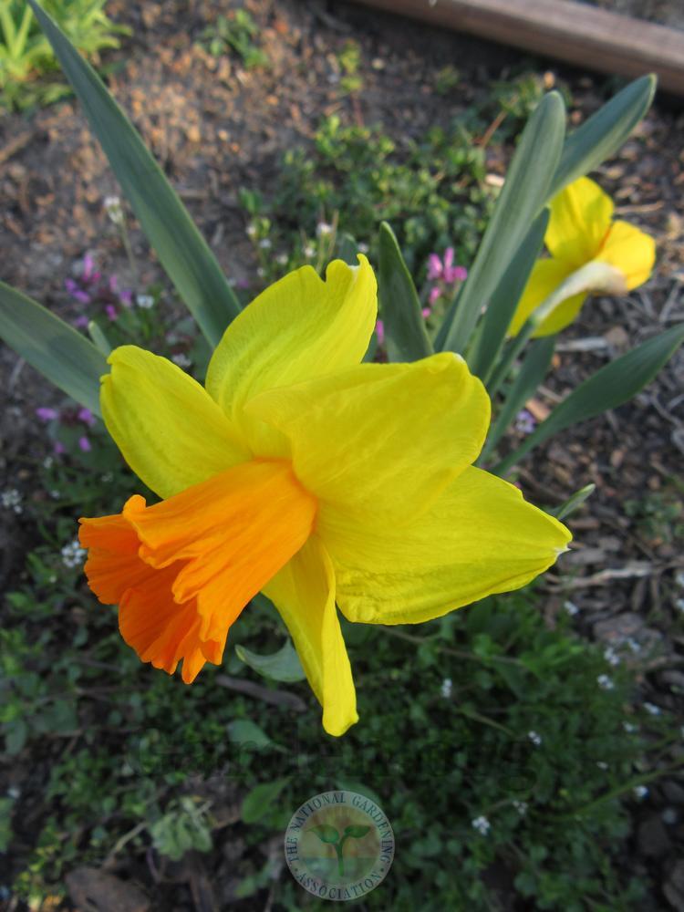 Photo of Trumpet Daffodil (Narcissus 'Classic Garden') uploaded by Frillylily