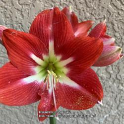 Location: Tampa, Florida
Date: 2022-03-28
My 3 year old amaryllis, a gift from a friend. This blooms every 