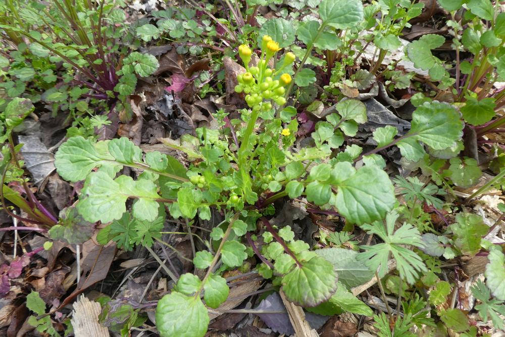 Photo of Butterweed (Packera glabella) uploaded by LoriMT