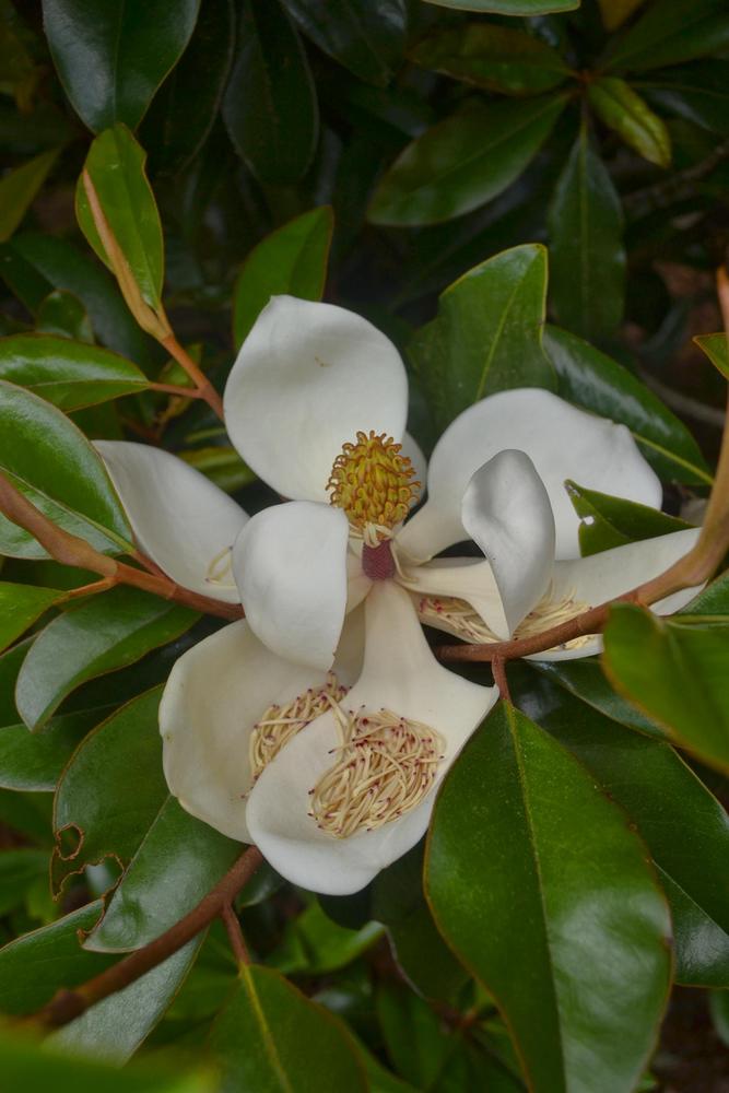 Photo of Southern Magnolia (Magnolia grandiflora) uploaded by dawiz1753