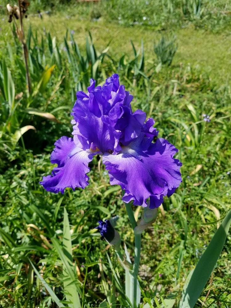 Photo of Tall Bearded Iris (Iris 'Autumn Thunder') uploaded by hol36