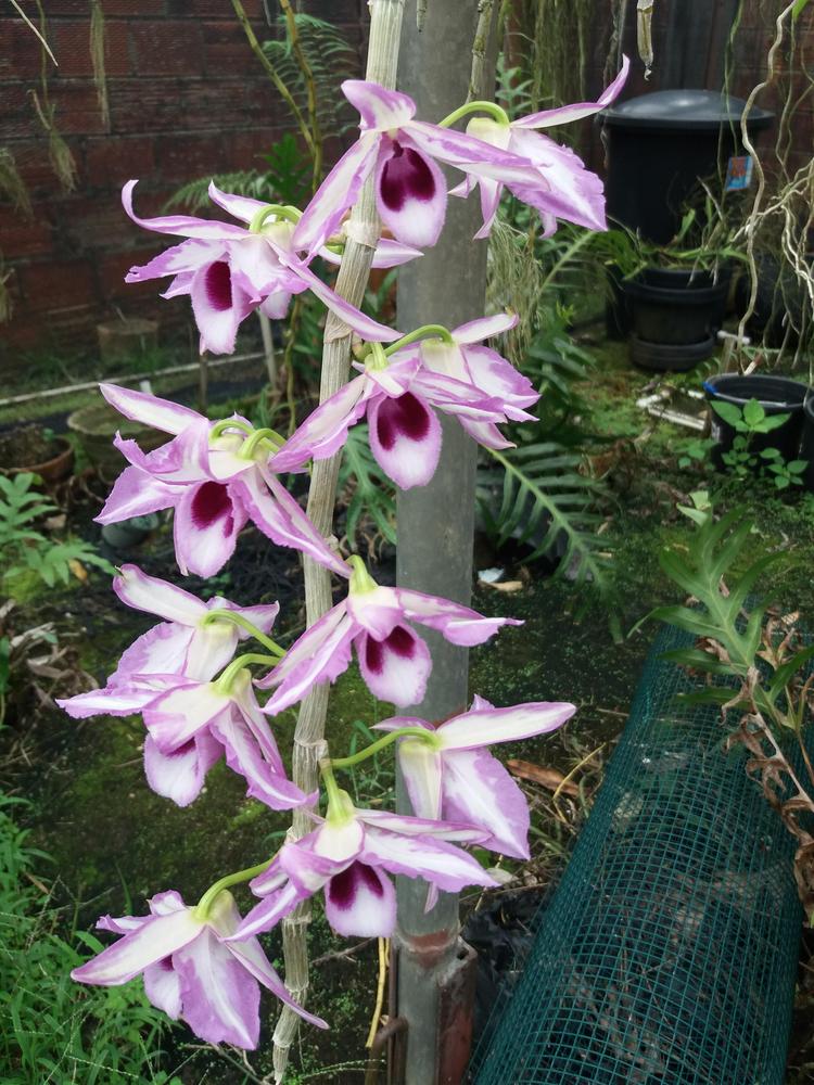Photo of Orchid (Dendrobium anosmum 'My Blue Heaven') uploaded by prabhisetty