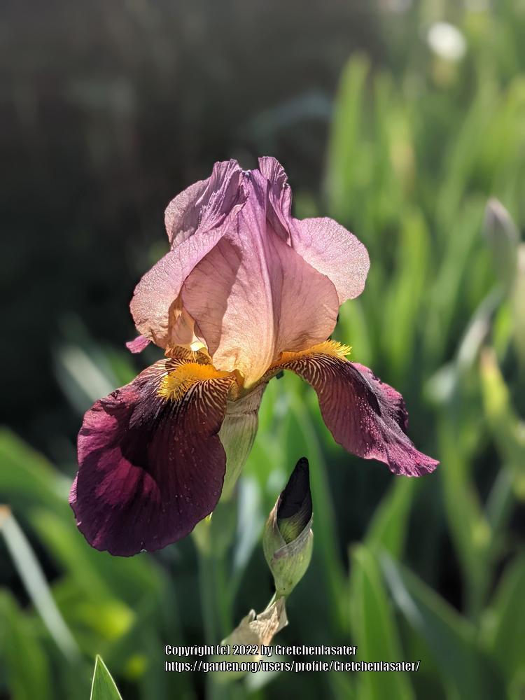 Photo of Tall Bearded Iris (Iris 'Indian Chief') uploaded by Gretchenlasater
