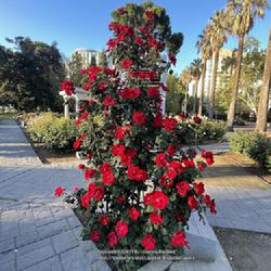 Location: Word Peace Rose Garden, Sacramento CA.
Date: 2022-03-29
First flush of blooms are large and spectacularly red red red!