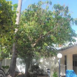 Location: Lauderdale-by-the-Sea, Florida
Date: 2022-02-24
mature tree planted in a motel court