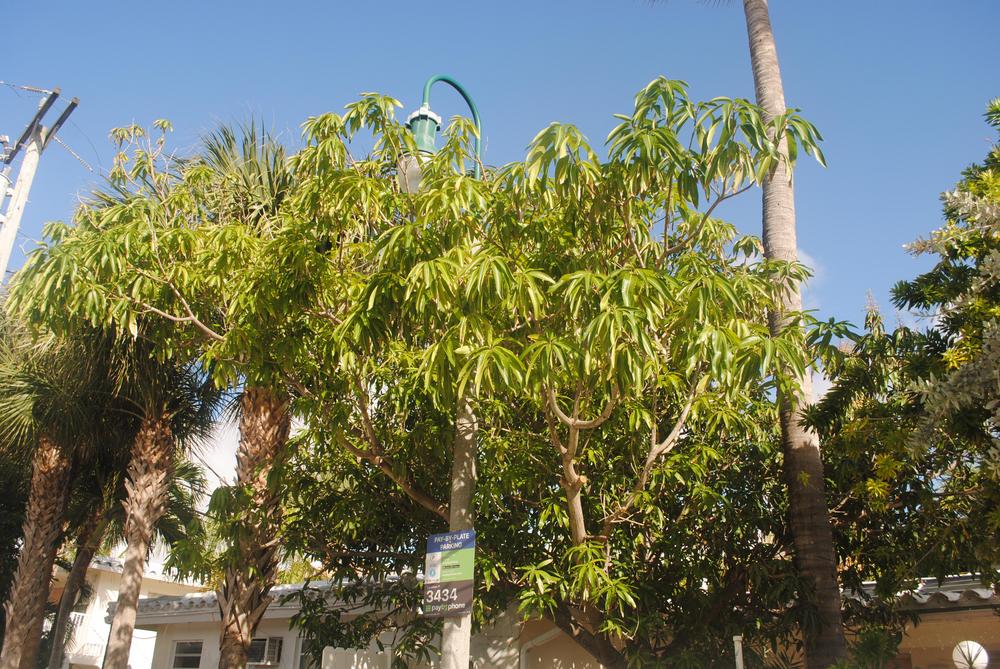 Photo of Common Mango (Mangifera indica) uploaded by ILPARW