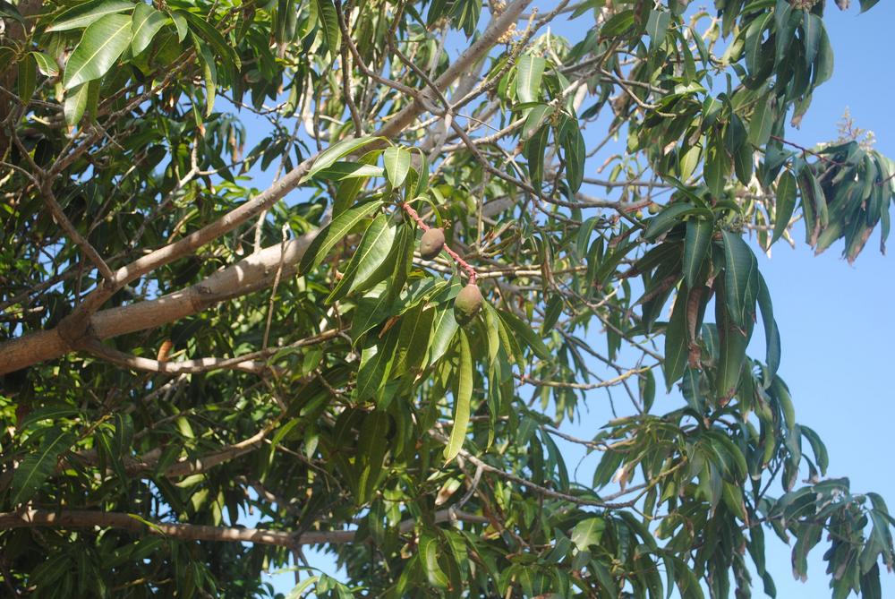 Photo of Common Mango (Mangifera indica) uploaded by ILPARW