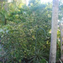 Location: Lauderdale-by-the-Sea, Florida
Date: 2022-02-24
large shrub in motel court