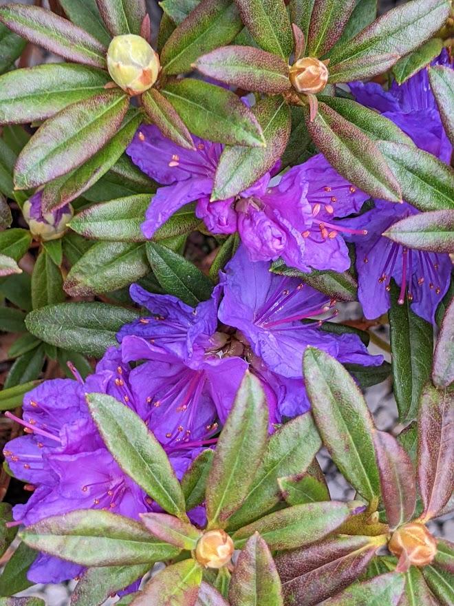 Photo of Rhododendron 'Blue Baron' uploaded by Joy