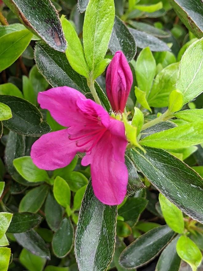 Photo of Azalea (Rhododendron 'Girard's Purple') uploaded by Joy