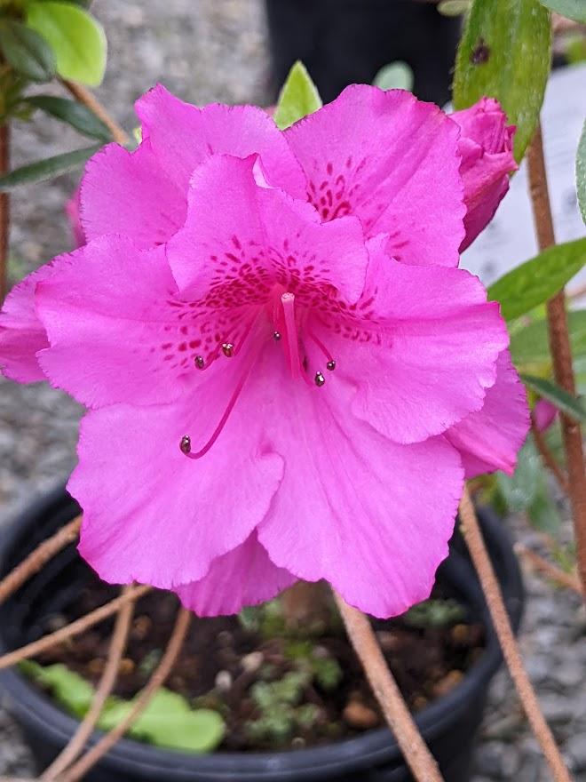 Photo of Azalea (Rhododendron 'Karen') uploaded by Joy