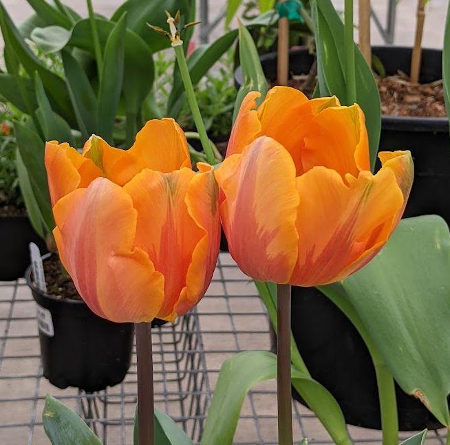 Photo of Triumph Tulip (Tulipa 'Prinses Irene') uploaded by Joy
