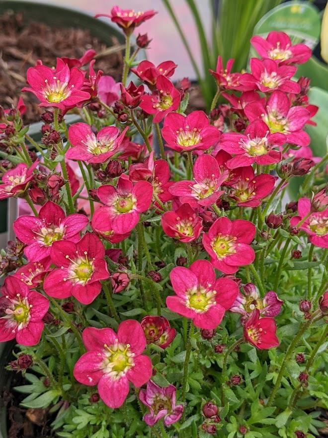 Photo of Mossy Rockfoil (Saxifraga Touran™ Deep Red) uploaded by Joy