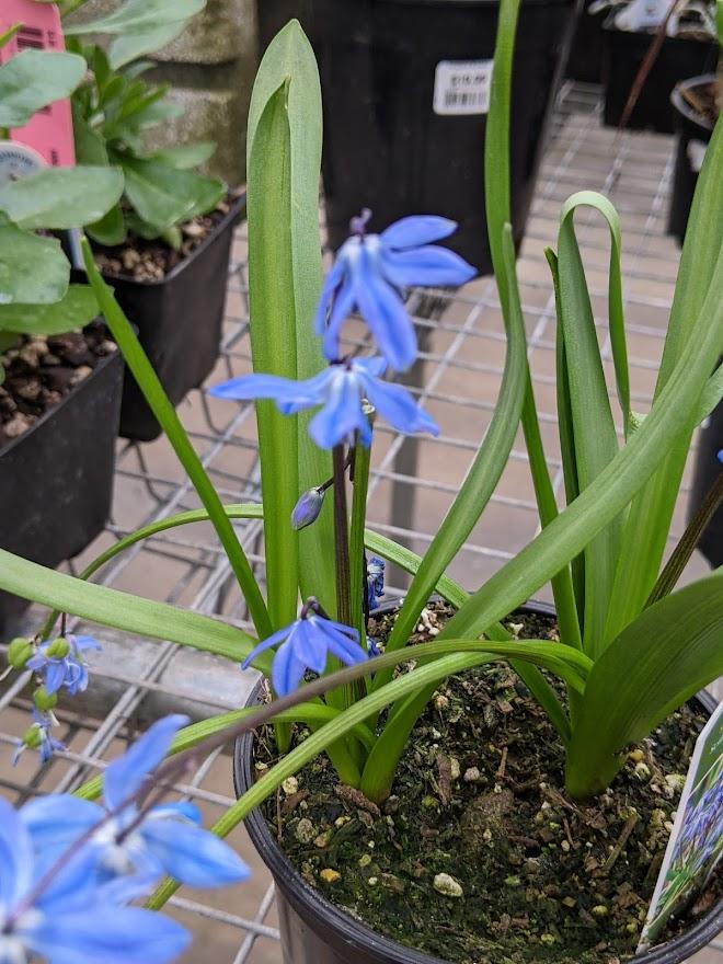 Photo of Siberian Squill (Scilla siberica 'Spring Beauty') uploaded by Joy