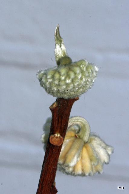 Photo of Oriental Paperbush (Edgeworthia chrysantha) uploaded by RuuddeBlock