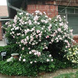 Location: In my garden in Oklahoma City, OK
Date: 3-27-2002
'Bonica' Rose