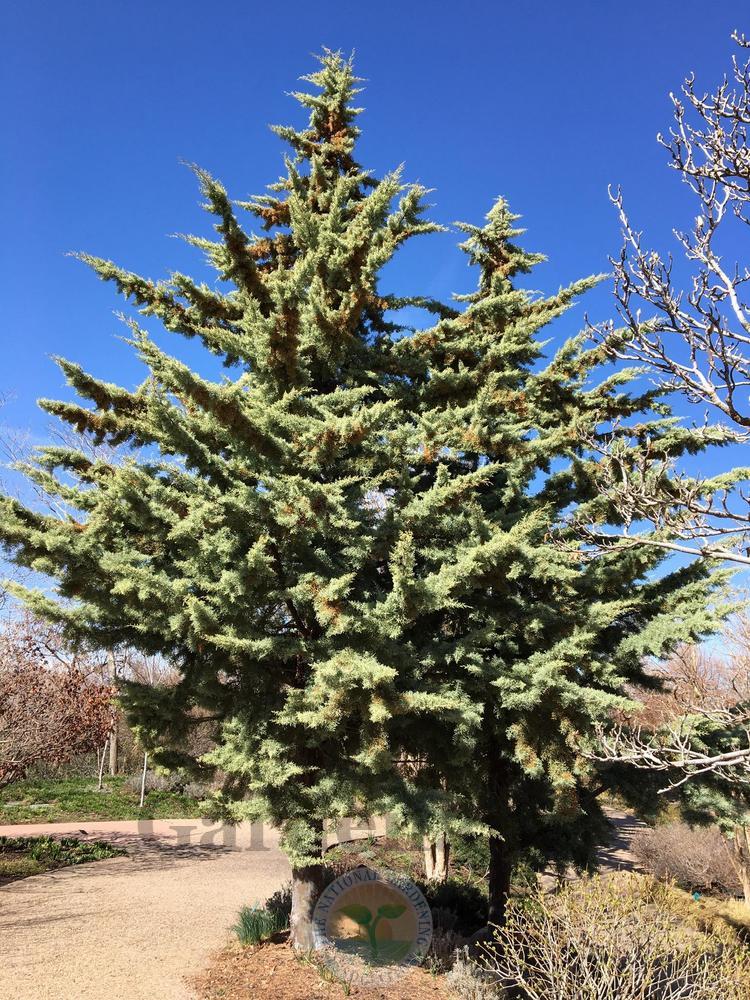 Photo of Arizona Cypress (Cupressus arizonica var. glabra 'Chaparral') uploaded by BlueOddish