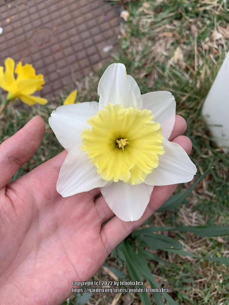 Photo of Large-Cupped Daffodil (Narcissus 'Ice Follies') uploaded by JebobaTea