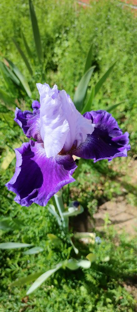 Photo of Tall Bearded Iris (Iris 'Snow Melt') uploaded by Kei77