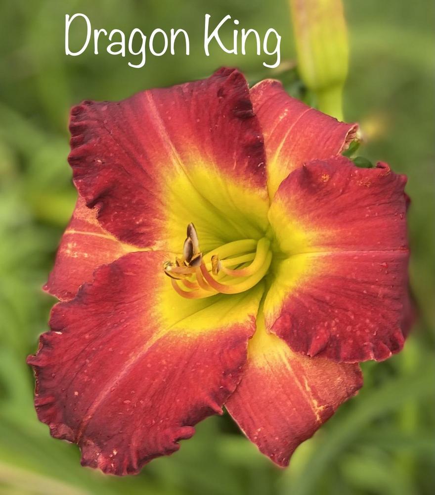 Photo of Daylily (Hemerocallis 'Dragon King') uploaded by amberjewel