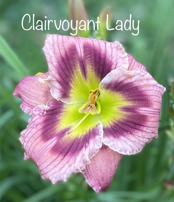 Photo of Daylily (Hemerocallis 'Clairvoyant Lady') uploaded by amberjewel