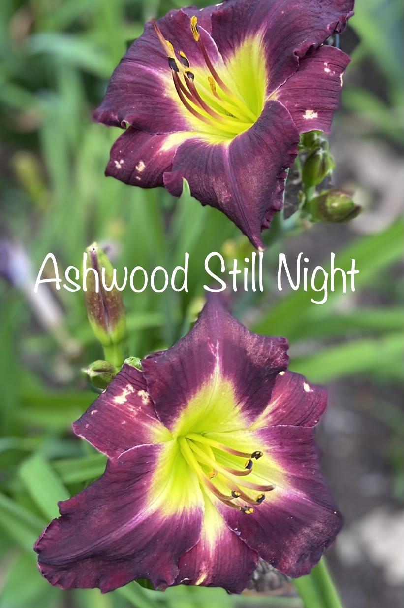 Photo of Daylily (Hemerocallis 'Ashwood Still Night') uploaded by amberjewel