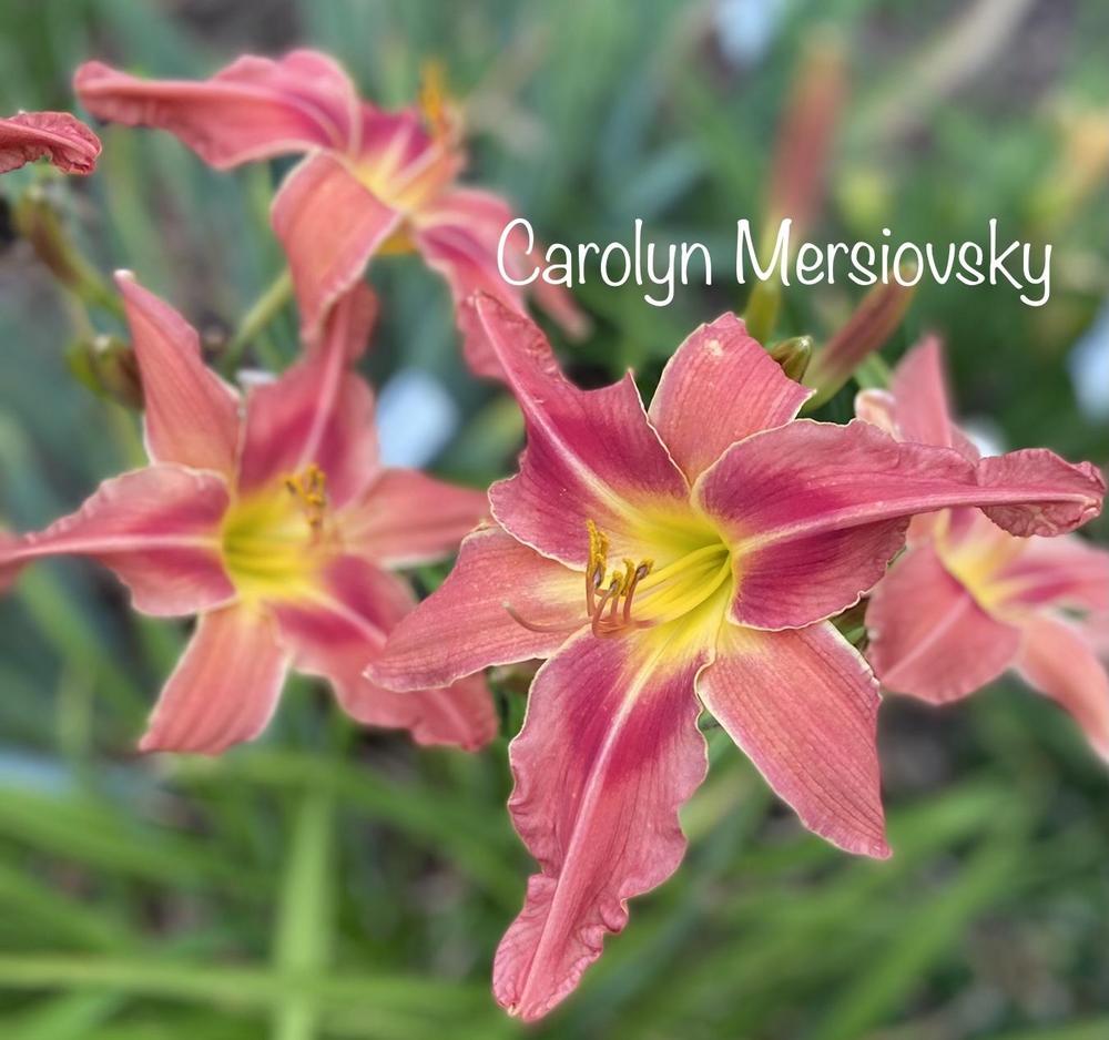 Photo of Daylily (Hemerocallis 'Carolyn Mersiovsky') uploaded by amberjewel