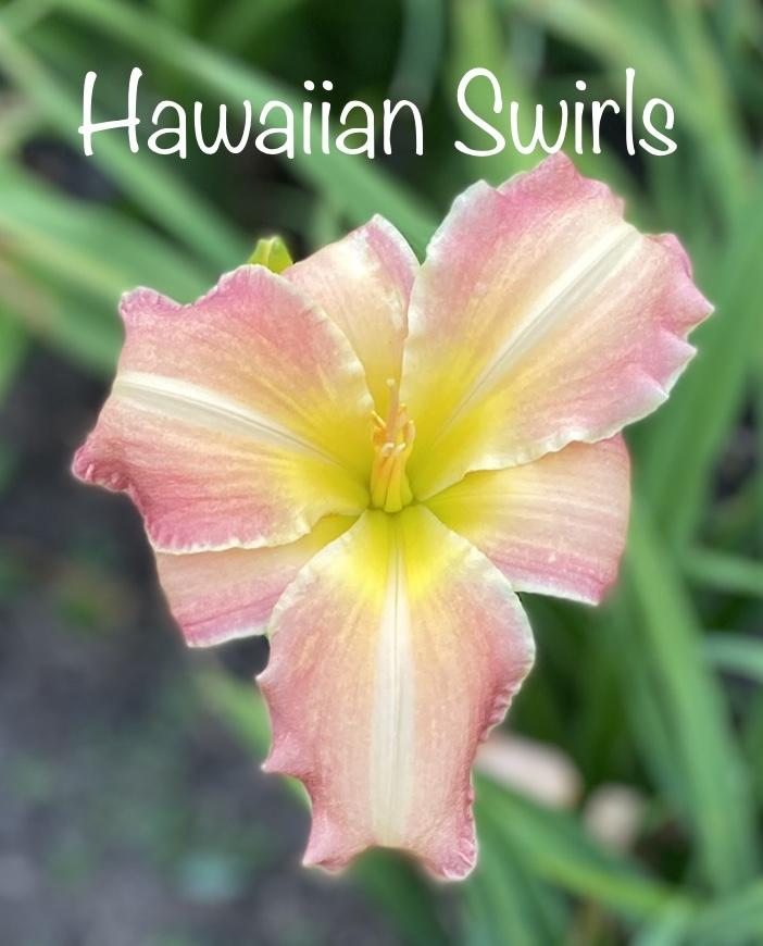 Photo of Daylily (Hemerocallis 'Hawaiian Swirls') uploaded by amberjewel