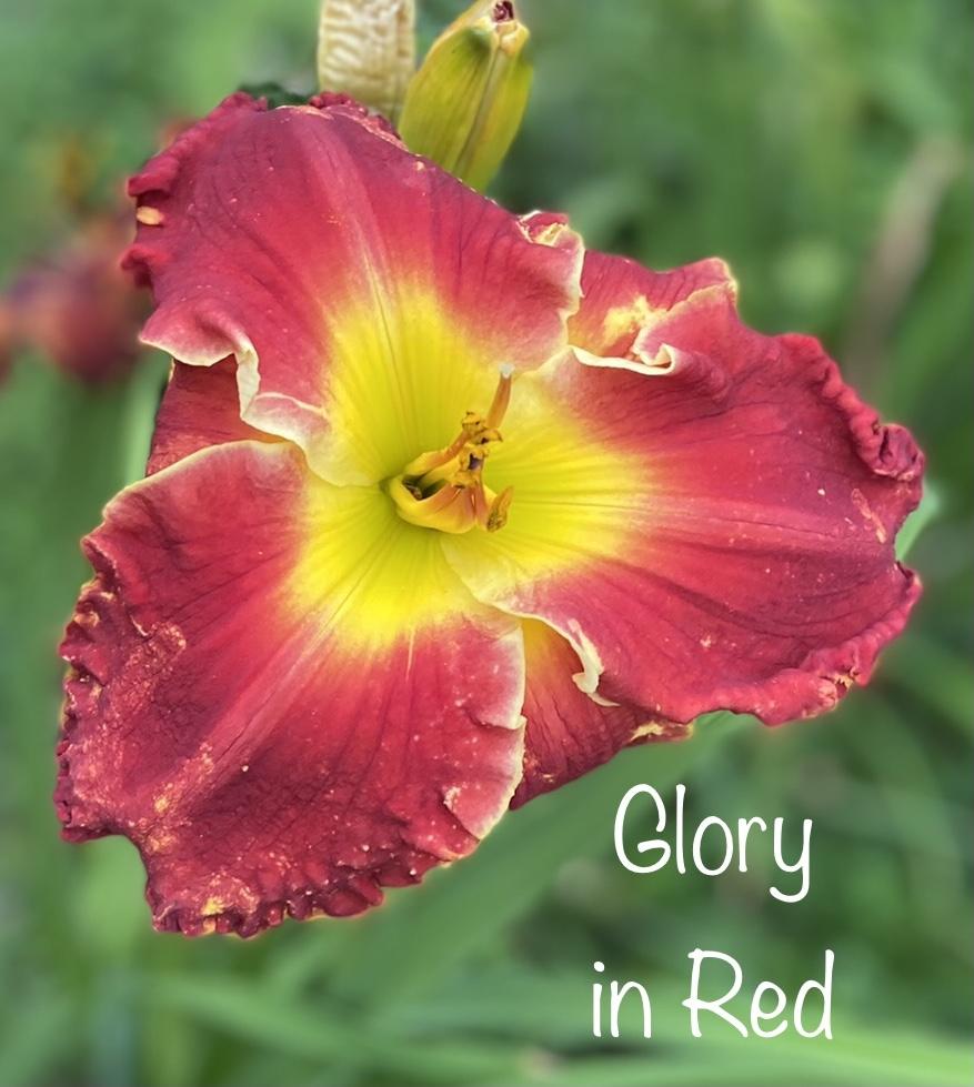 Photo of Daylily (Hemerocallis 'Glory in Red') uploaded by amberjewel
