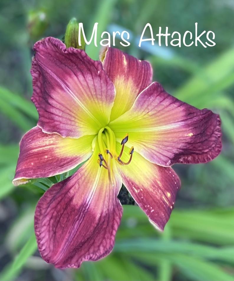Photo of Daylily (Hemerocallis 'Mars Attacks') uploaded by amberjewel
