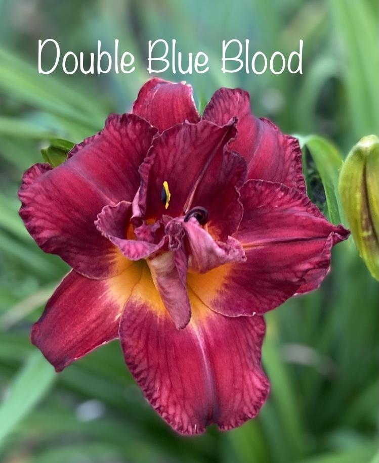 Photo of Daylily (Hemerocallis 'Double Blue Blood') uploaded by amberjewel